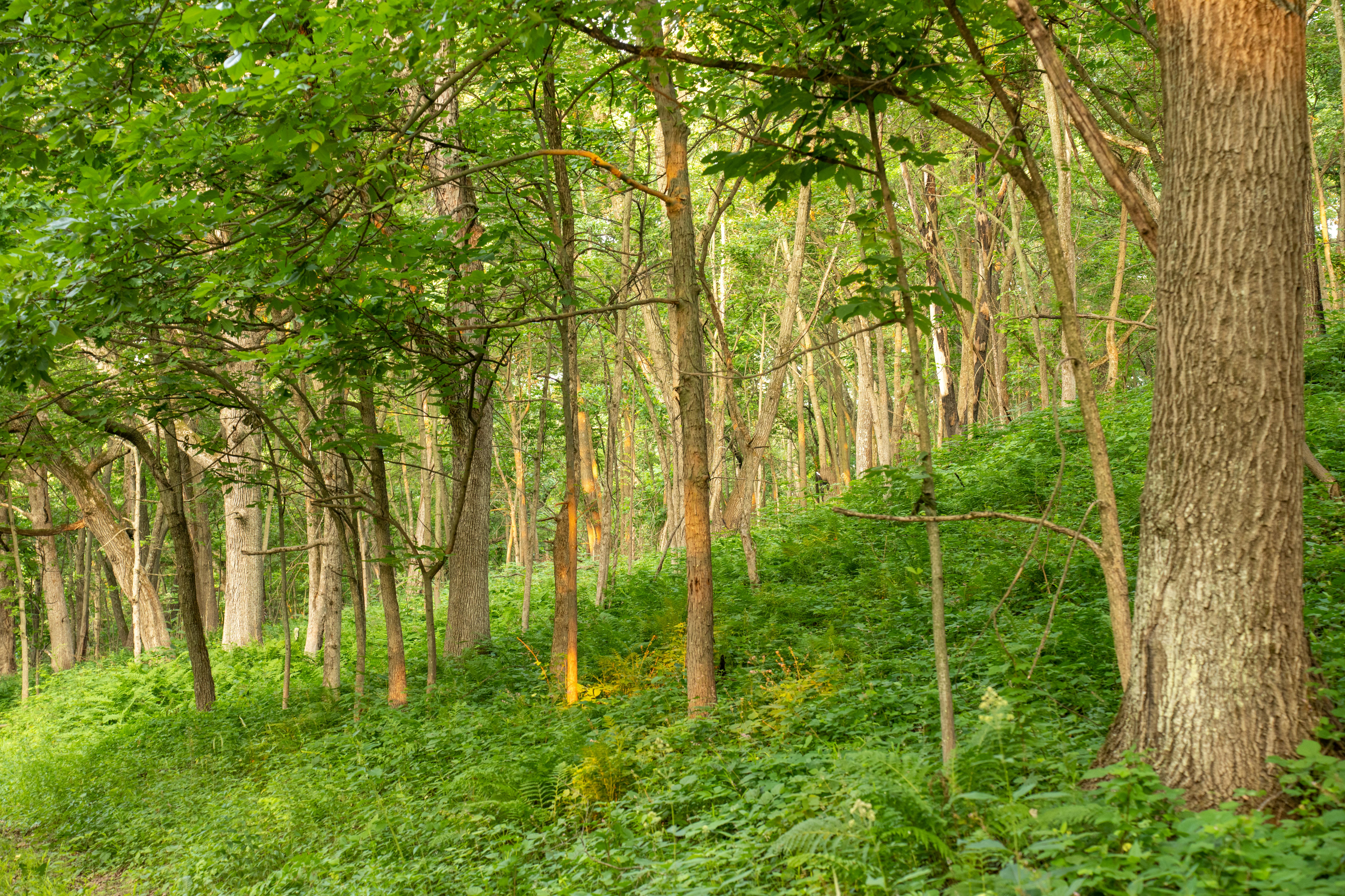 Uplinkbharat leadership and business vision